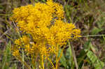 Low pinebarren milkwort